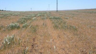 Üç bölgede ‘olağanüstü’ kuraklık