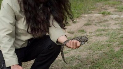 Bir ilde daha görüldü! Beyaz bantlı…