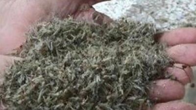 Evlerinde oturamaz oldular! Her yeri sardı