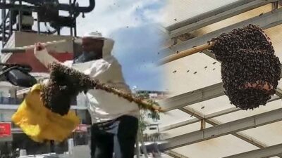 Hastanede panik! Acil servisi arılar bastı