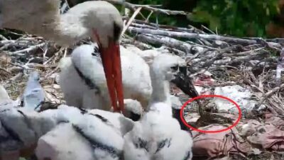 Yaren leyleğin yavrularının beslenme anları