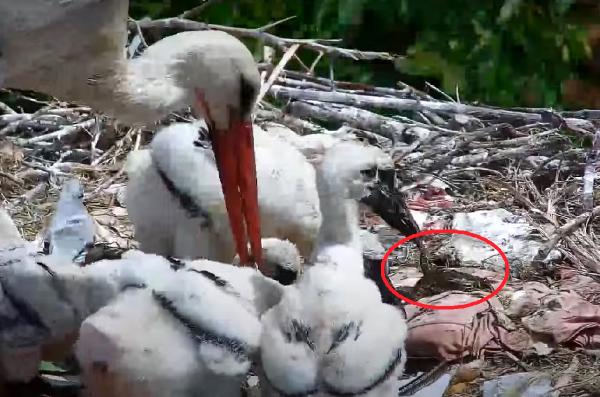 Yaren leyleğin yavrularının beslenme anları Yaren leyleğin yavrularının beslenme anları