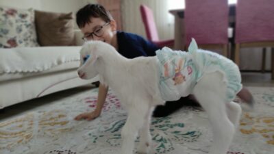 Altını bağlayıp evlerde çocuk gibi oğlak bakıyorlar