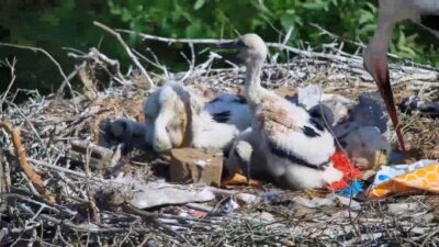 Yaren leyleğin yavruları için seferberlik