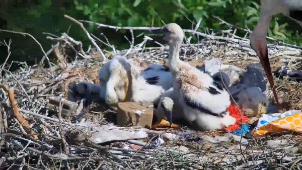 Yaren leyleğin yavruları için seferberlik