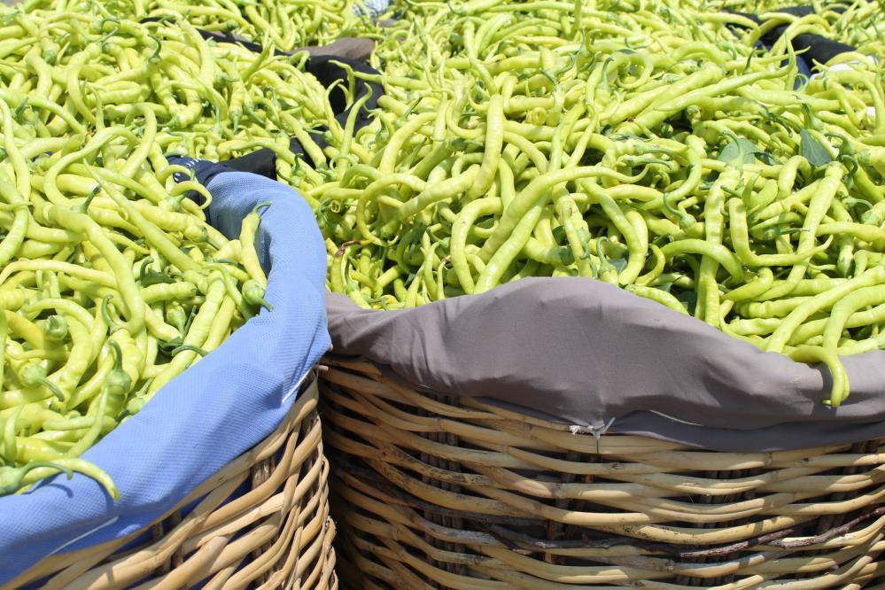 Bursa’da isyan ettiren fark! Üreticide 2 markette 10 TL! Bursa’da isyan ettiren fark! Üreticide 2 markette 10 TL!