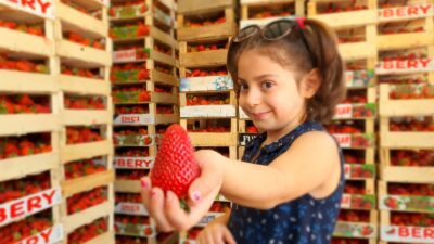 Bursa çileğinde hasat zamanı