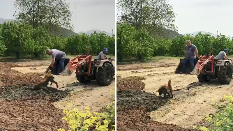 Yer: Bursa… Saatlerce bataklıkta kurtarılmayı bekledi Bursa’da bir meyve bahçesinin yakınındaki bataklığa saplanarak saatlerce kurtarılmayı bekleyen