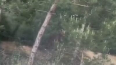 Bursa’da ayı paniği