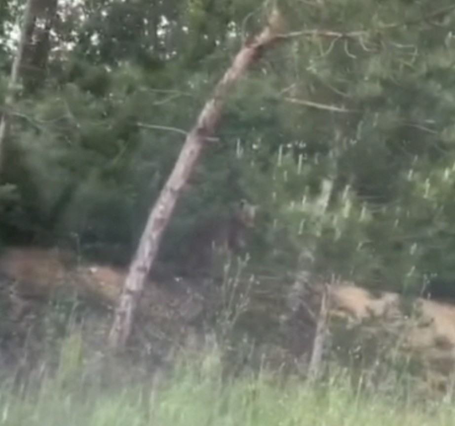 Bursa’da ayı paniği Bursa’da ayı paniği