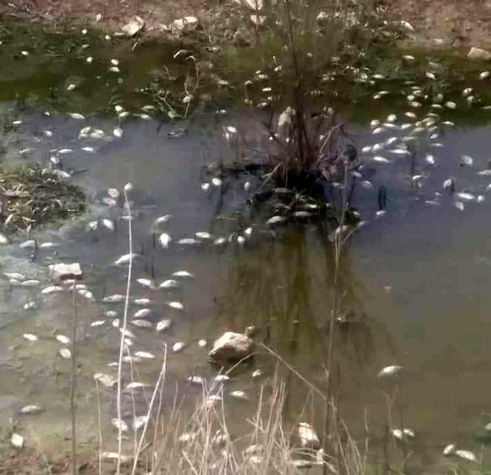 Bu ölümler Bursalıları korkuttu! Bu ölümler Bursalıları korkuttu!
