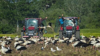 Bursa’da leylekler beslendi, çiftçiler işlerini bırakıp seyretti