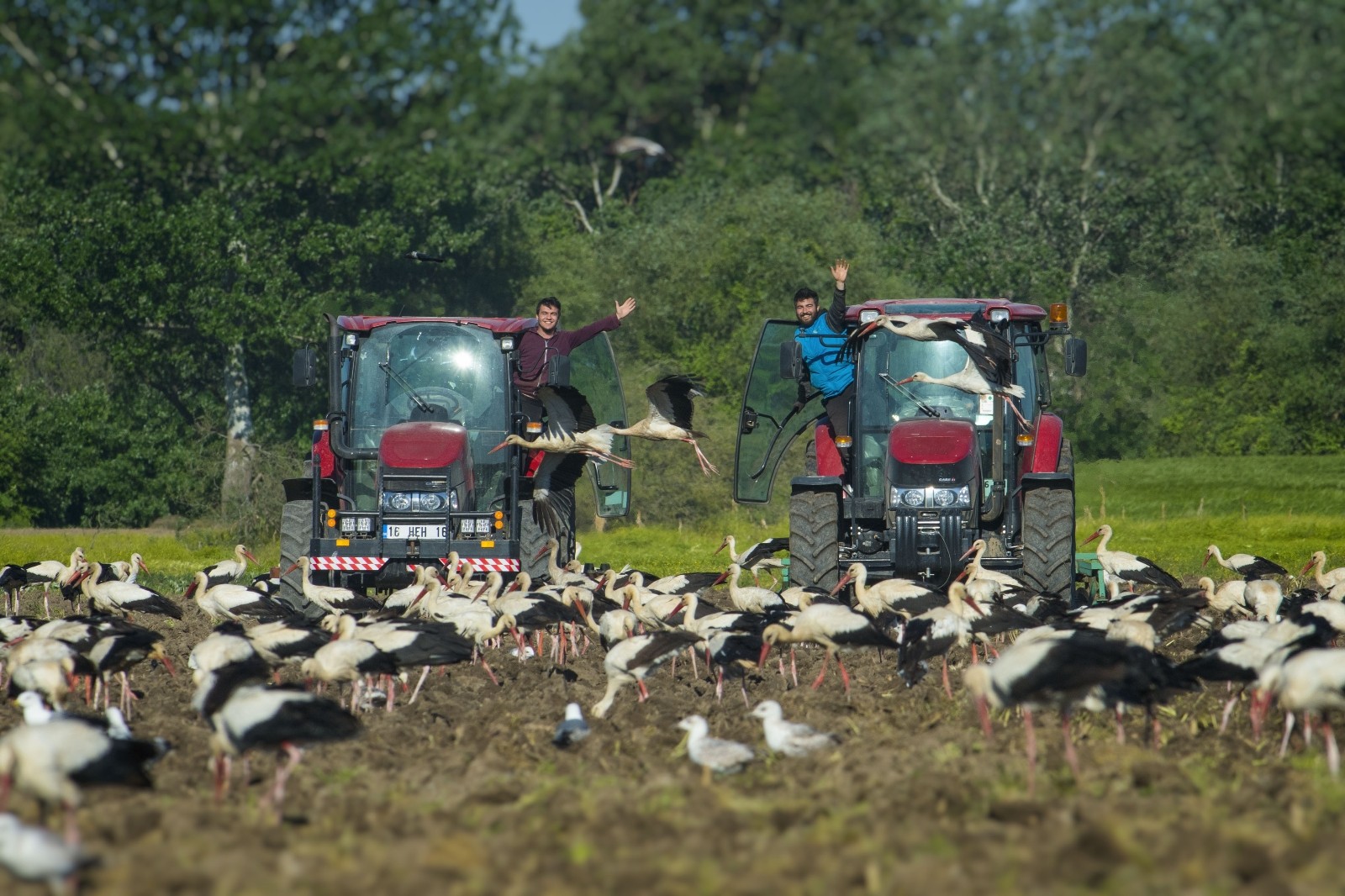 Bursa’da leylekler beslendi, çiftçiler işlerini bırakıp seyretti