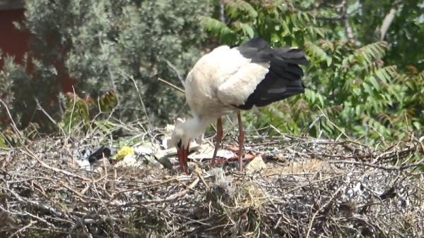 ‘Yaren’ leyleğin 2 yavrusu oldu ‘Yaren’ leyleğin 2 yavrusu oldu