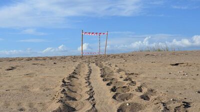 Caretta carettalar yumurta bırakmaya başladı