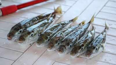 Balon balığı için kararname: 3 yıl daha desteğe devam