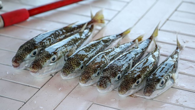 Balon balığı için kararname: 3 yıl daha desteğe devam