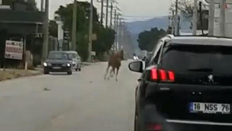 Bursa’da başıboş at, trafiği altüst etti
