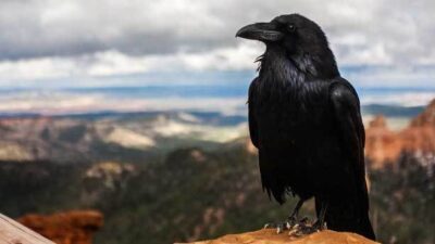 Kargalar neyin habercisi?