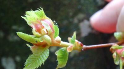 Bursa’da ‘katil arı’lara karşı mücadele tam gaz