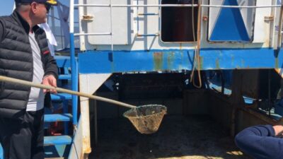Gemlik Körfezi’nde plankton temizliği başladı
