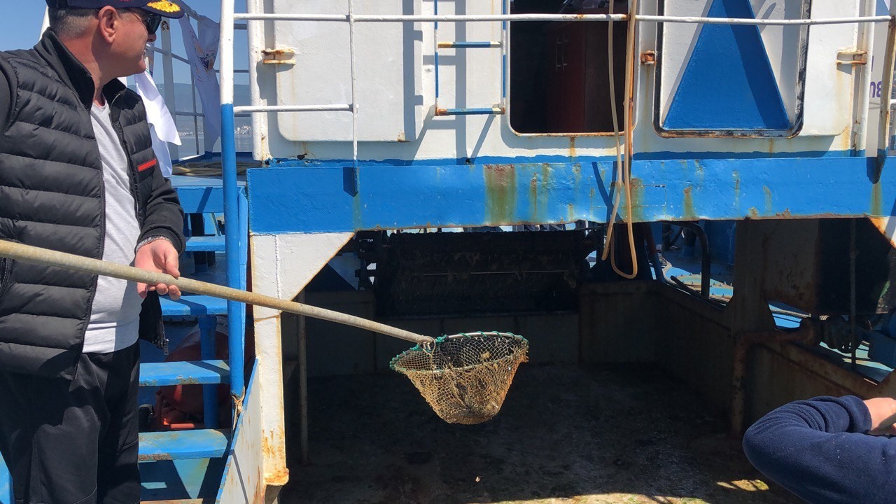 Gemlik Körfezi’nde plankton temizliği başladı Gemlik Körfezi’nde plankton temizliği başladı