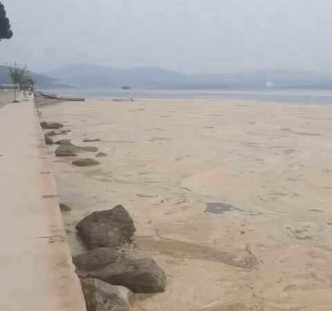 Bu görüntü Bursa’dan! Beyaza büründü Marmara Denizi’nin Gemlik Körfezi’ne bakan kıyısı, ilkbaharda deniz suyunun ısınmasıyla
