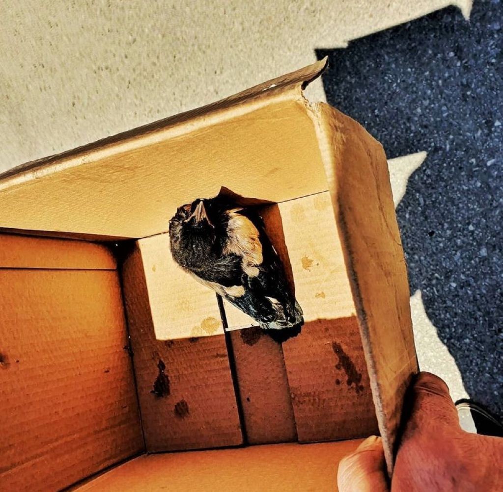 Bursa’da itfaiye ekipleri, yuvasından düşen yavru kuş için seferber oldu