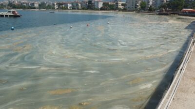 Marmara Denizi’nde ne değişti? Deniz salyasının 3 nedeni