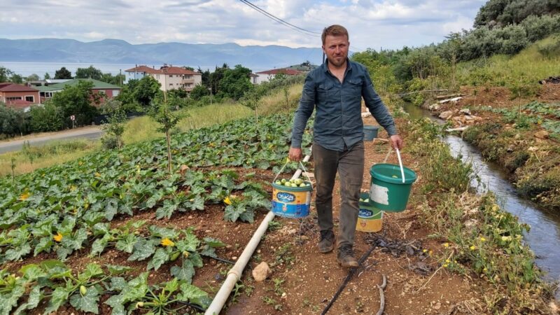 Bursa’da kabak hasadı başladı Bursa’da mevsimin ilk kabağı hasat edildi. Üreticiler bu yılki fiyatlardan