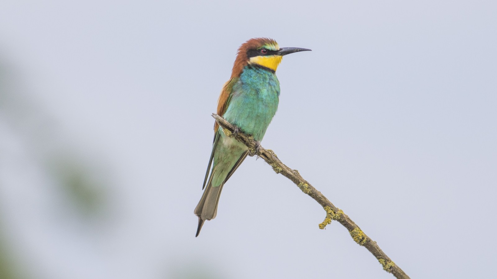 Karacabey longoz ormanları renklendi Karacabey longoz ormanları renklendi