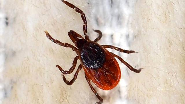 Ankara’da KKKA şüphesiyle ölüm