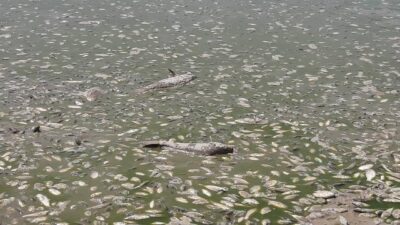 Göletin suyu çekildi, binlerce balık telef oldu