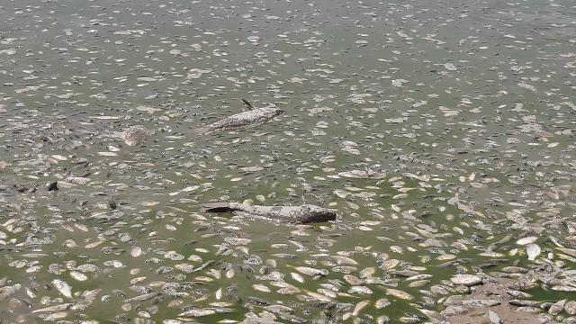 Göletin suyu çekildi, binlerce balık telef oldu