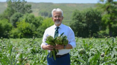 Meşhur Hasanağa enginarında hasat başladı