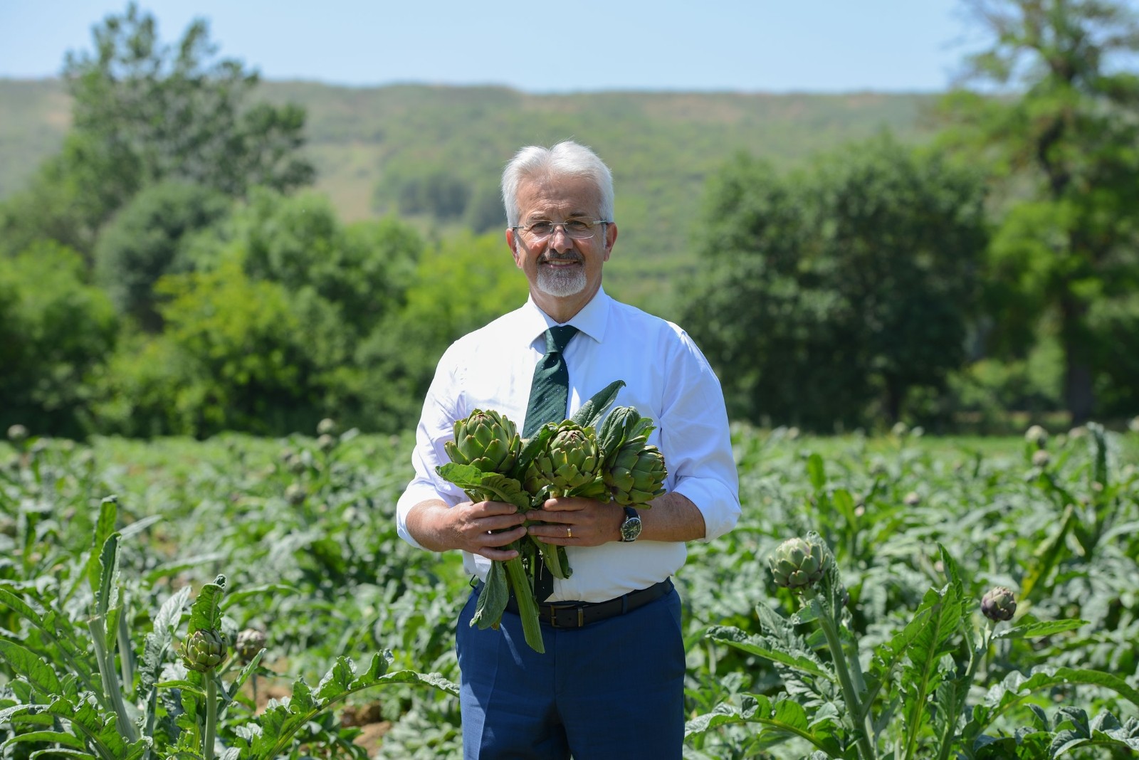 Meşhur Hasanağa enginarında hasat başladı