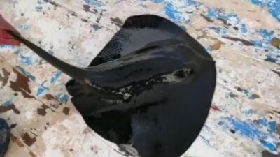 Nesli tükenmekte olan mor vatoz oltaya takıldı