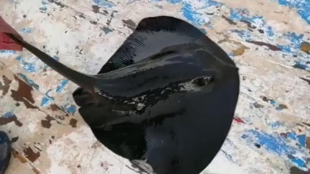 Nesli tükenmekte olan mor vatoz oltaya takıldı