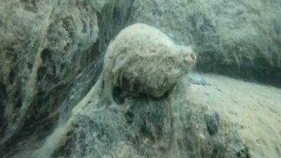 Gemlik körfezinde ölüm kalım savaşı