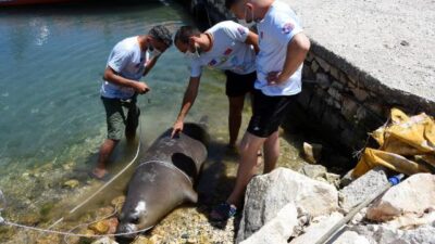 Antalya’da 2 metrelik ölü Akdeniz foku kıyıya vurdu