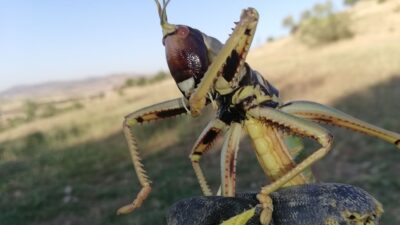 Tarlada görünce şoke oldu! Etle besleniyor…