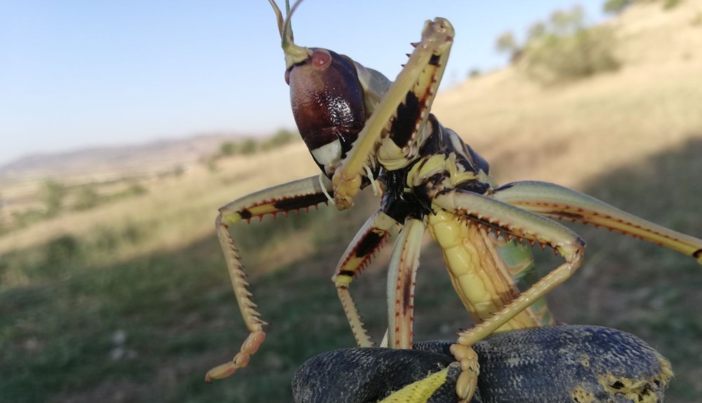 Tarlada görünce şoke oldu! Etle besleniyor…