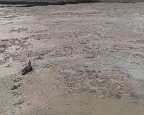 Marmara Denizi'nin 3 aydır deniz salyasıyla kaplanması yüzünden bir çok