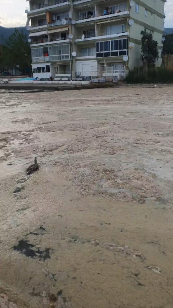 Bursa’nın bu denizinde yaşam savaşı! Bursa’nın bu denizinde yaşam savaşı!