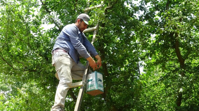 Bursa’nın yüzünü güldüren olay Bursa’nın İznik ilçesinde meşhur papaz eriği hasadı başladı. Bahçede kilosu