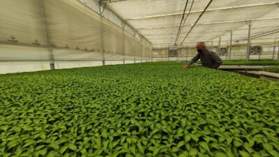 Bursa’da milyonlarca sebze fidesi elde kaldı