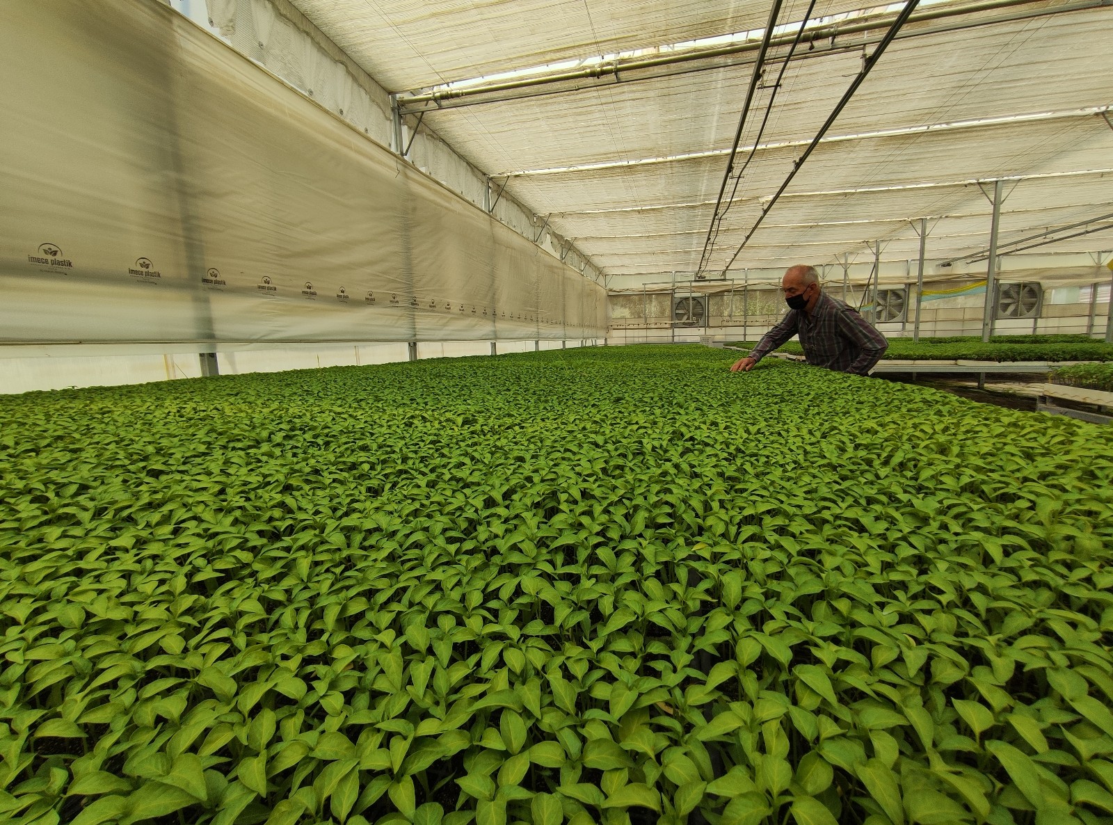 Bursa’da milyonlarca sebze fidesi elde kaldı