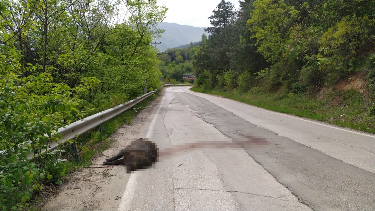 Uludağ yolunda devasa domuz şok etti