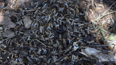 Kuraklık sonrası istila! İlaçlanmazsa uçacaklar…