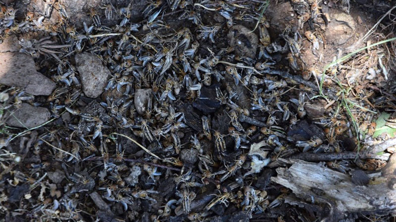 Kuraklık sonrası istila! İlaçlanmazsa uçacaklar…